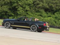 Black Shelby GT-H Gold Stripe